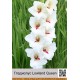 Гладиолус Lowland Queen