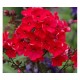 Флокс (Phlox)	Red Girl