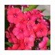 Флокс (Phlox)	Red Riding Hood