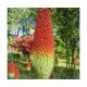 Книфофия (Kniphofia)	Royal Standard