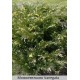 Можжевельник горизонтальный Variegata