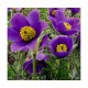 Прострел (Pulsatilla)	Violet Bells