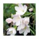 Схизостилис (Schizostylis)	White