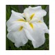 Ирис (Iris ens).	White Lady
