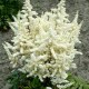 Астильба японская (Astilbe) (J)	Ellie