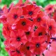 Флокс (Phlox)	Tequila Sunrise®