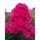 Флокс (Phlox)	Strawberry Daiquiri®