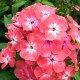 Флокс (Phlox)	Watermelon Punch®