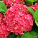 Гортензия крупнолистная Hot Red (Хот Ред) 3год 