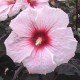 Гибискус (Hibiscus)	Kopper King®