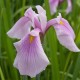 Ирис (Iris ens).	Rose Queen