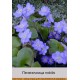 Печеночница nobilis