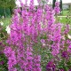 Дербенник (Lythrum) 	Dropmore Purple