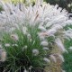 Пеннисетум (Pennisetum)	Little Bunny
