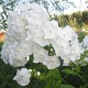Флокс (Phlox)	Rembrandt