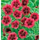 Лапчатка (Potentilla)	Monarch's Velvet