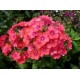 Флокс (Phlox)	Spit Fire