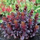 Седум (Sedum)	Touchdown Teak®