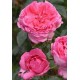 Роза La Rose de Molinard