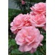 Queen elizabeth grandiflora