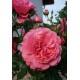 Rosarium yuthersen