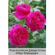 Роза William Shakespeare