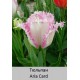 Aria Card