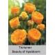 Тюльпан Beauty of Apeldoorn