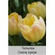 Creme Upstar