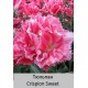 Crispion Sweet