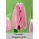 Fringed Family