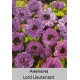 Lord Lieutenant