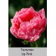 Up Pink