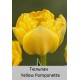Yellow Pomponette