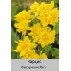 Нарцисс Campernellen  (odorus plenus)