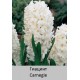 Carnegie
