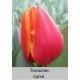 Carre