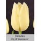 City of Vancouver