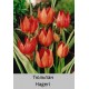 Hageri
