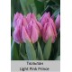 Light Pink Prince