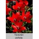 Linifolia