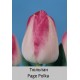 Page Polka