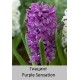 Purple Sensation