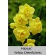 Нарцисс Yellow Cheerfulness