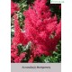 Астильба японская (Astilbe) (J)	Montgomery