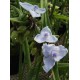 Хоста (Hosta) Yellow Halleluja