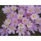 Безвременник (Colchicum) byzantinum