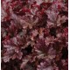 Гейхера (Heuchera)	Berry Marmelade®