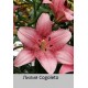 Азиатский гибрид Cogoleto
