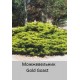 можжевельник пфитцера Gold Goast